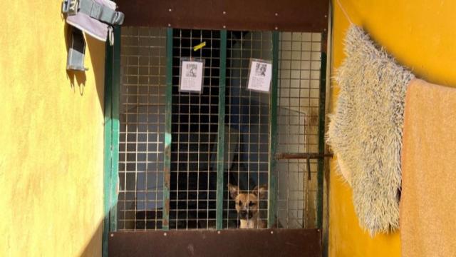 Uno de los perros en la protectora de Mijas.