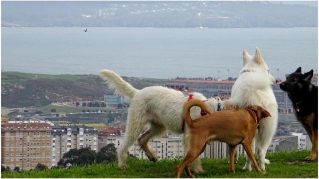 Perros en A Coruña.
