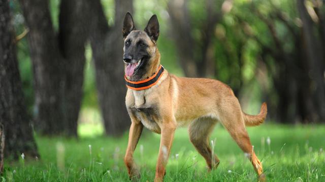 Pastor Belga Malinois (Shutterstock)