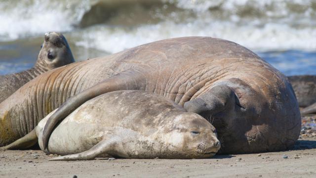 Una pareja de elefantes marinos del sur en la Patagonia argentina.
