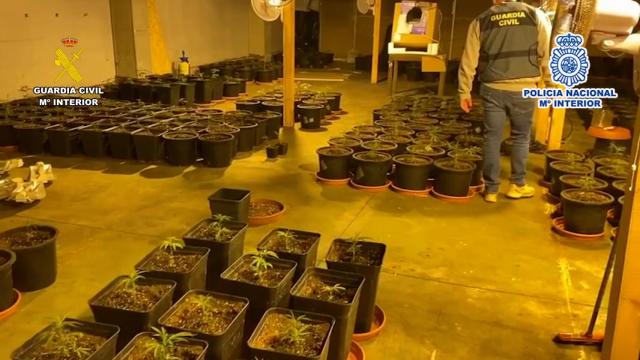 Plantas de marihuana en uno de los registros.