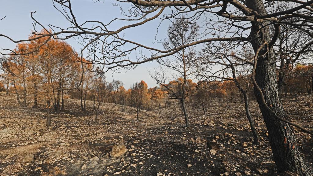 Paisaje de La Vall d'Ebo tras el incendio del pasado verano.