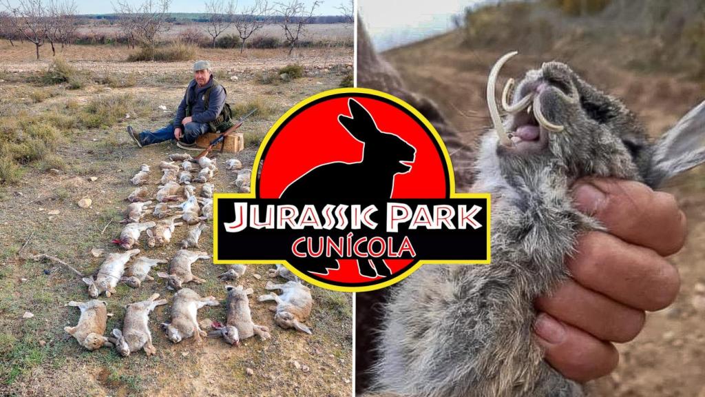 El fantasma del 'conejo híbrido' denunciada en Castilla La Mancha