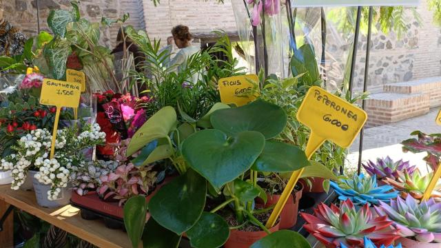 Vuelve el Mercado de Flores al jardín de San Lucas de Toledo: petunias, hortalizas ecológicas...