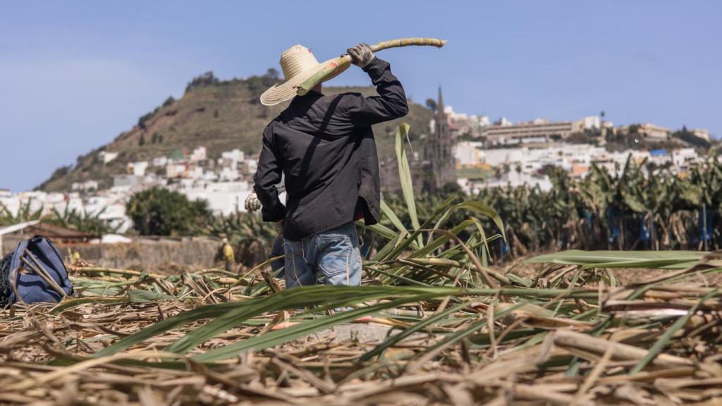 Zafra en los campos de caña de Arehucas en la Finca Las Vegas, en Arucas.