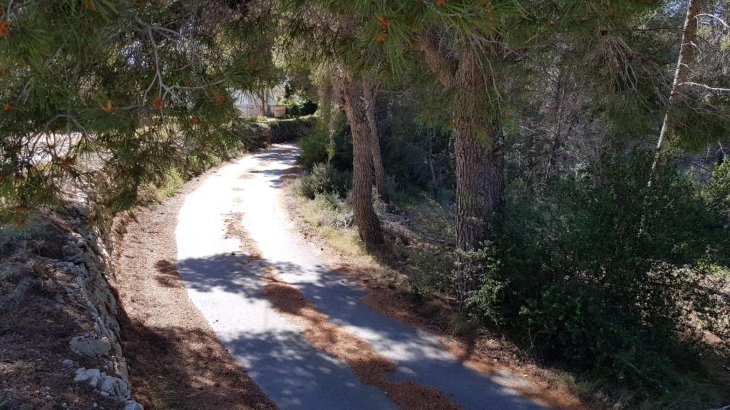 Restos de vegetación en un acceso a una zona de viviendas de Alicante junto a la N-332.