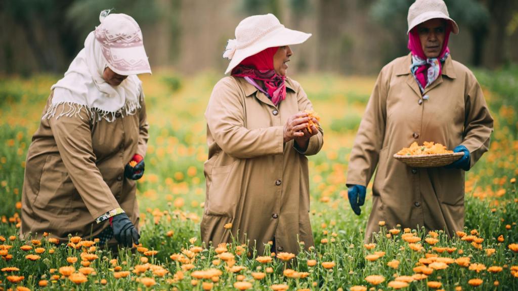 Tres mujeres recogen las flores para la creación de productos de belleza de YSL.