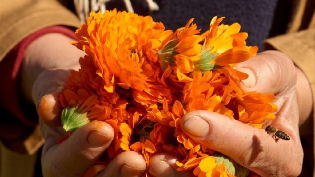 Flores de los que YSL saca activos para sus productos de belleza.