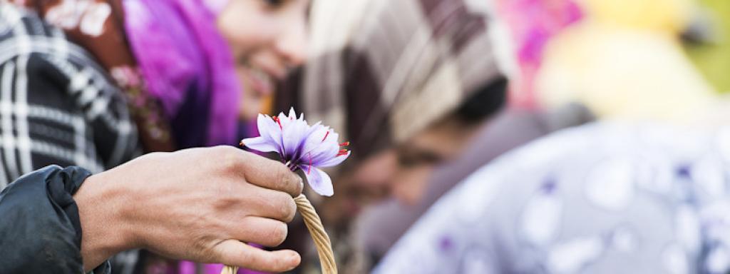 Algunas mujeres recolectan flores en los jardines comunitarios de Ourika.