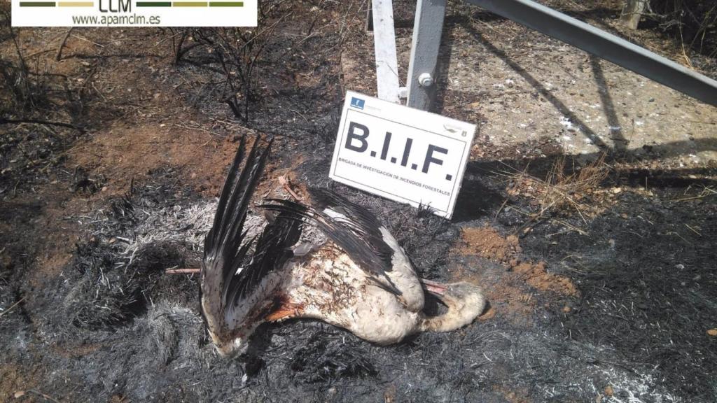 Condenan que Castilla-La Mancha no sancione la muerte de aves electrocutadas