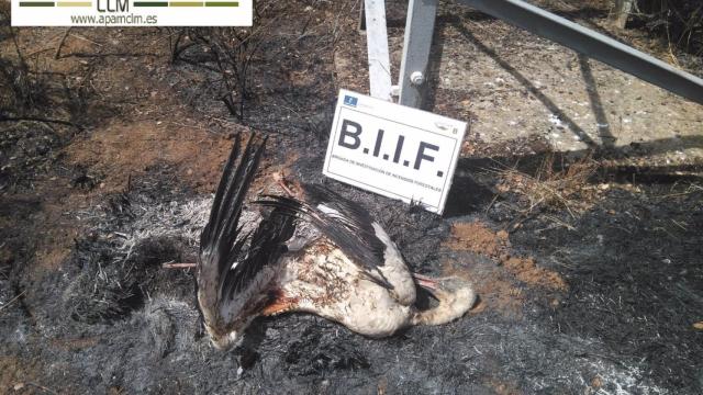 Condenan que Castilla-La Mancha no sancione la muerte de aves electrocutadas