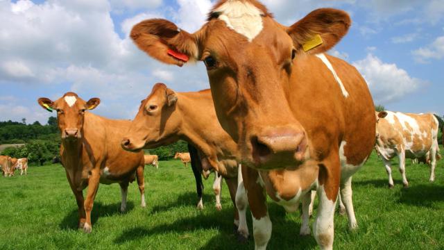 Imagen de archivo de unas vacas de Guernsey.