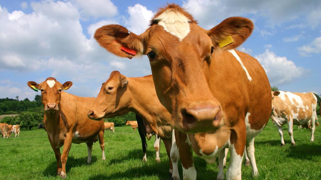 Imagen de archivo de unas vacas de Guernsey.
