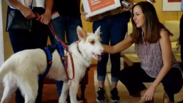 Novedades de la Ley de Bienestar Animal: ya hay fecha del curso obligatorio para tener perro