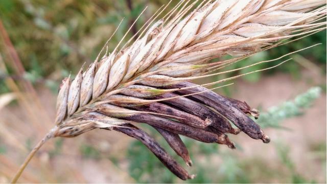 Cornezuelo (Claviceps spec.) creciendo en una espiga.