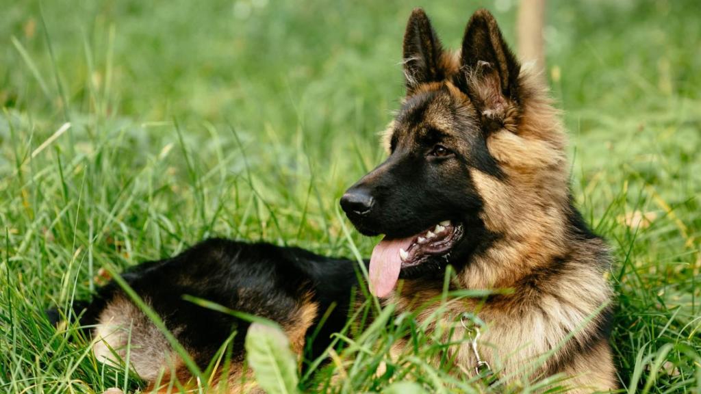 Imagen de un perro de la raza pastón alemán.
