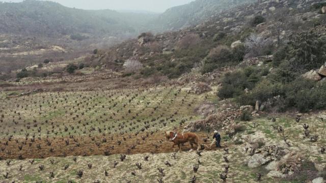 El vino de la Sierra de Gredos que ha nacido estrella