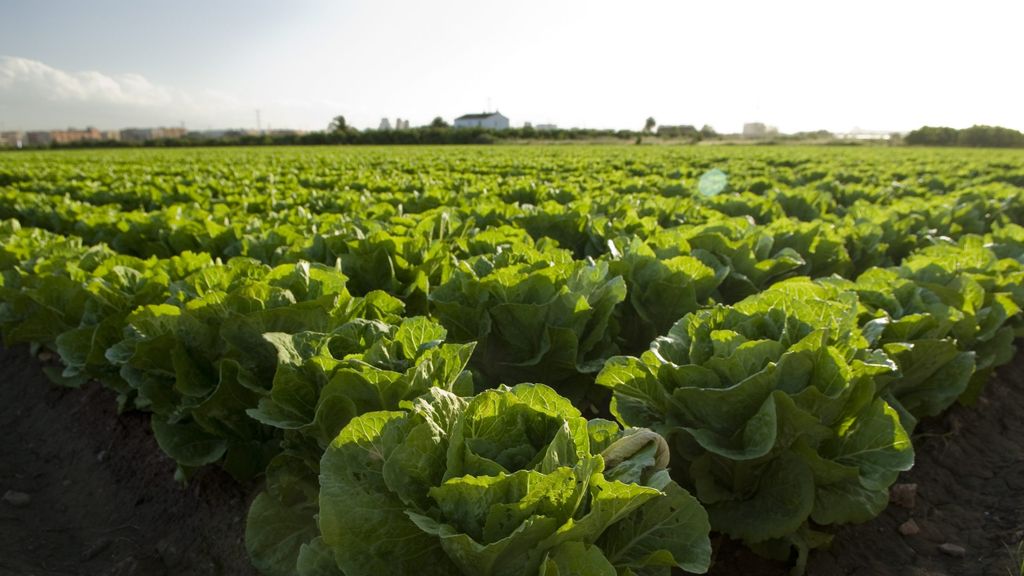La limitación del consumo de agua en agricultura es una de las propuestas que se abordará.