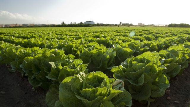 La limitación del consumo de agua en agricultura es una de las propuestas que se abordará.