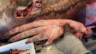 Las ballenas tienen ‘manos’ ocultas en las aletas: el hallazgo que las emparenta con los humanos