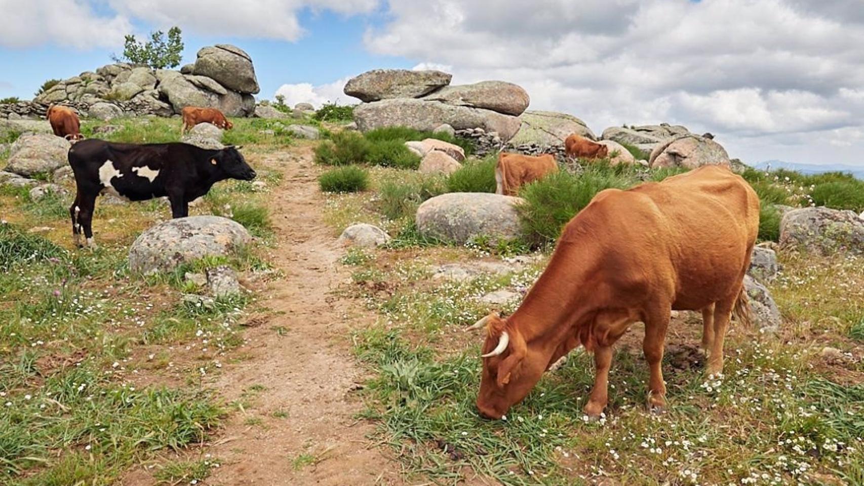 Vacas, en una imagen de archivo.