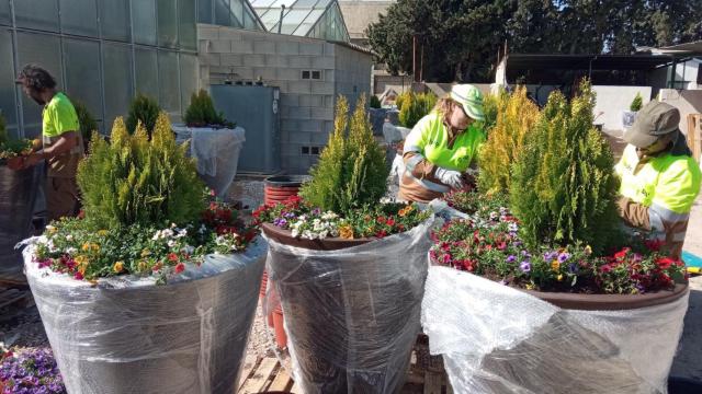 El Ayuntamiento de Alicante instalará 60 nuevos maceteros en la campaña de primavera.