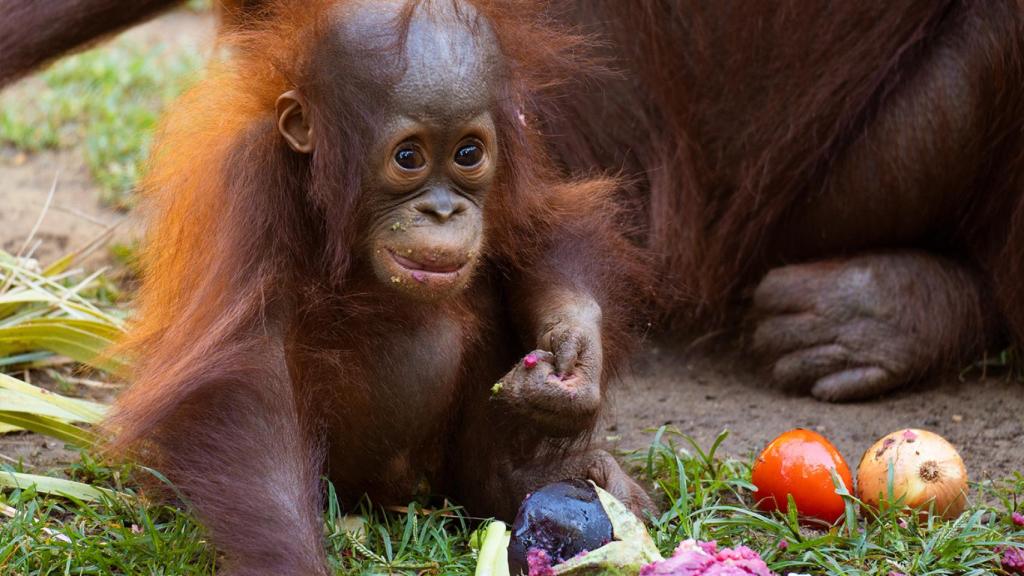 Este acuerdo permite dar alimentos a los animales.