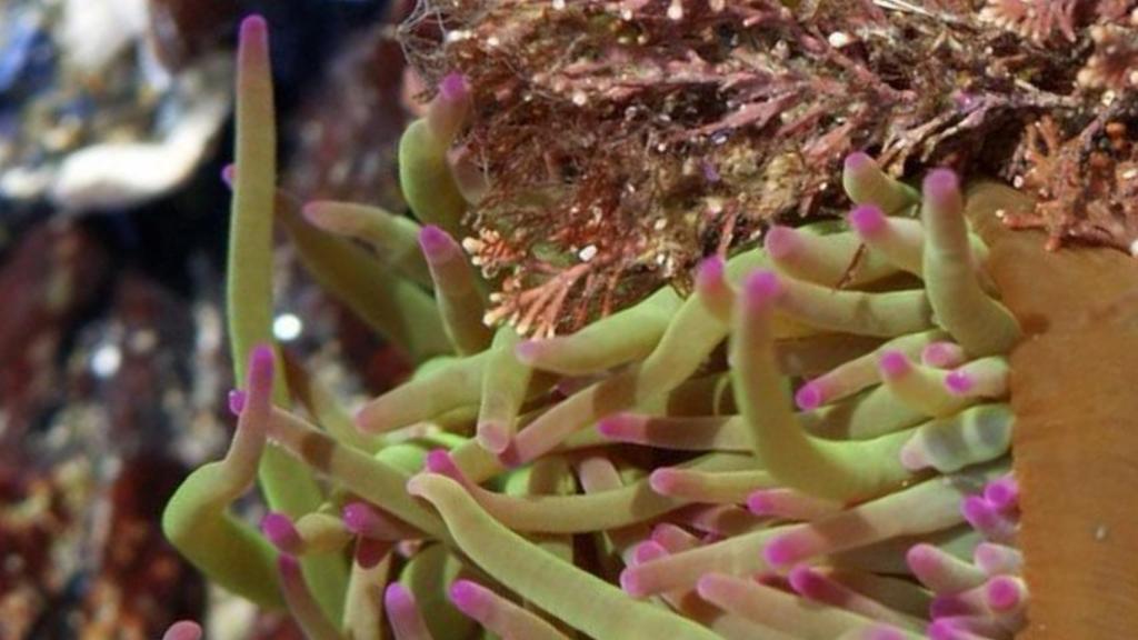 Anemonia viridis.