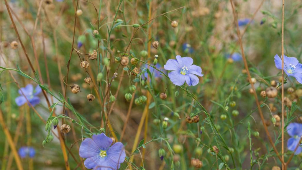 Flor de lino