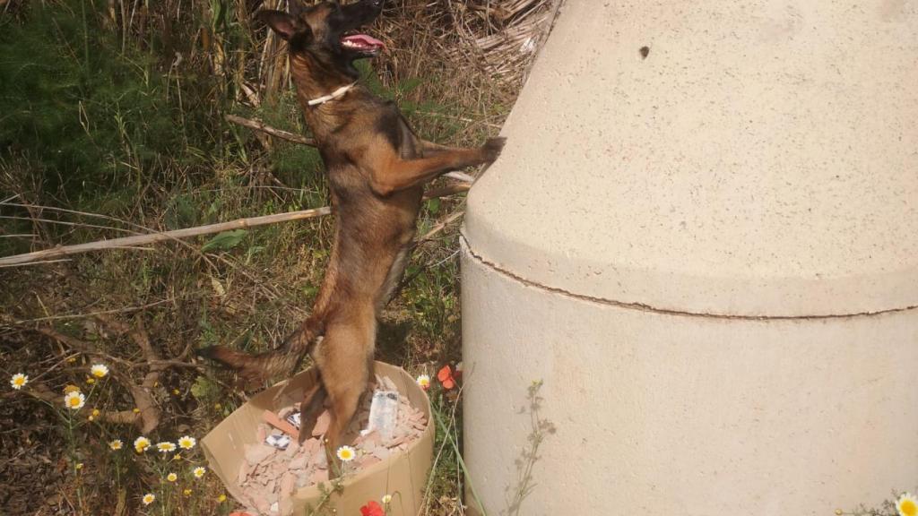 Miembros de SOS Desaparecidos y UCRA buscan a un vecino de Cártama desaparecido el día 30.