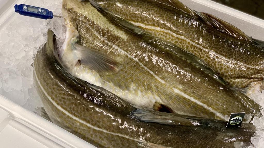 Bacalao Skrei, listo para exportar