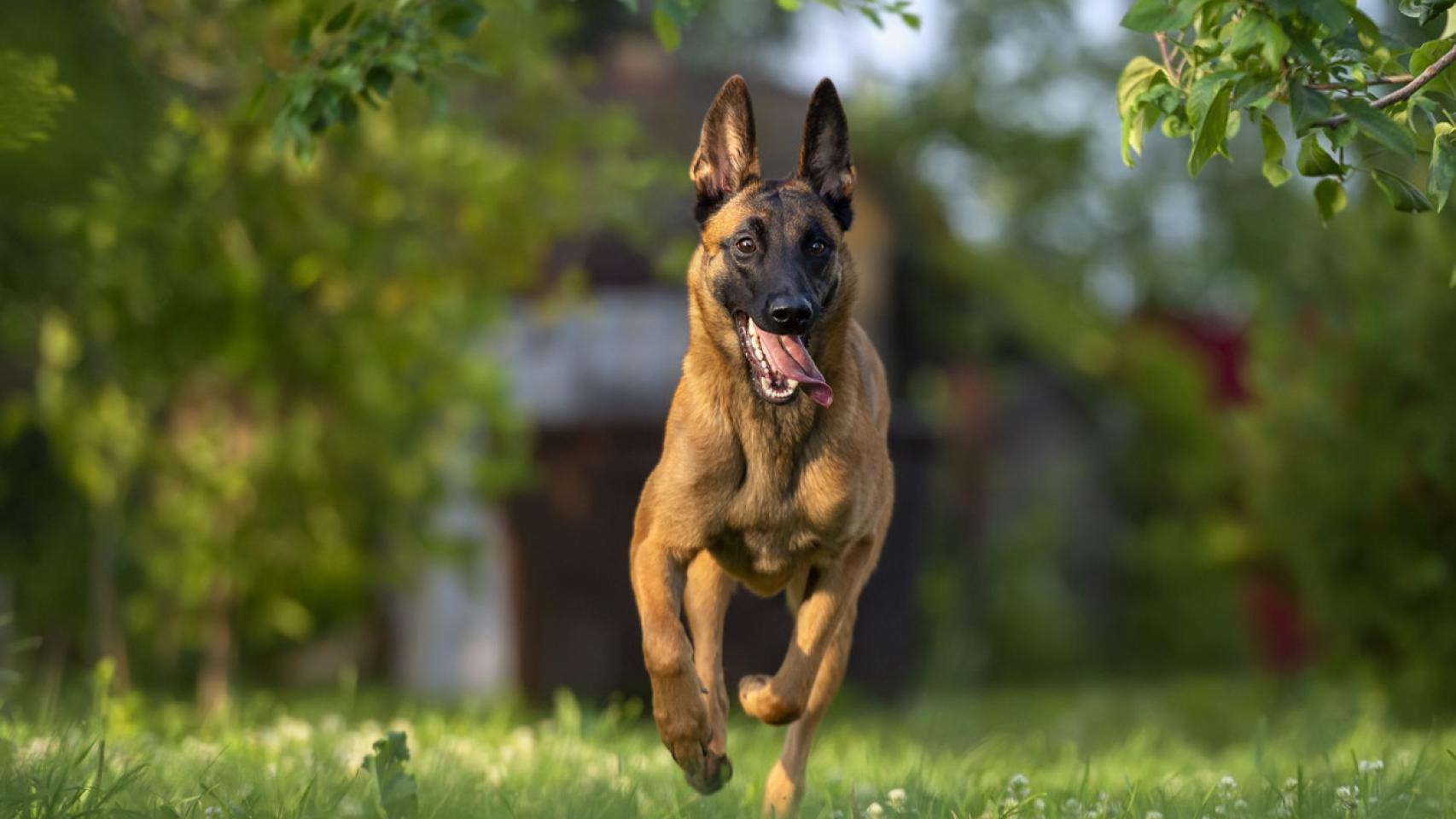 Las razas de perros más inteligentes: lista completa