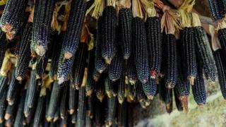 La producción de millo corvo se agrupa especialmente en la zona de Bueu. Fuente: turismoriasbaixas.com