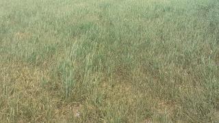 Cultivo de cereal en Calzada de Calatrava (Ciudad Real).