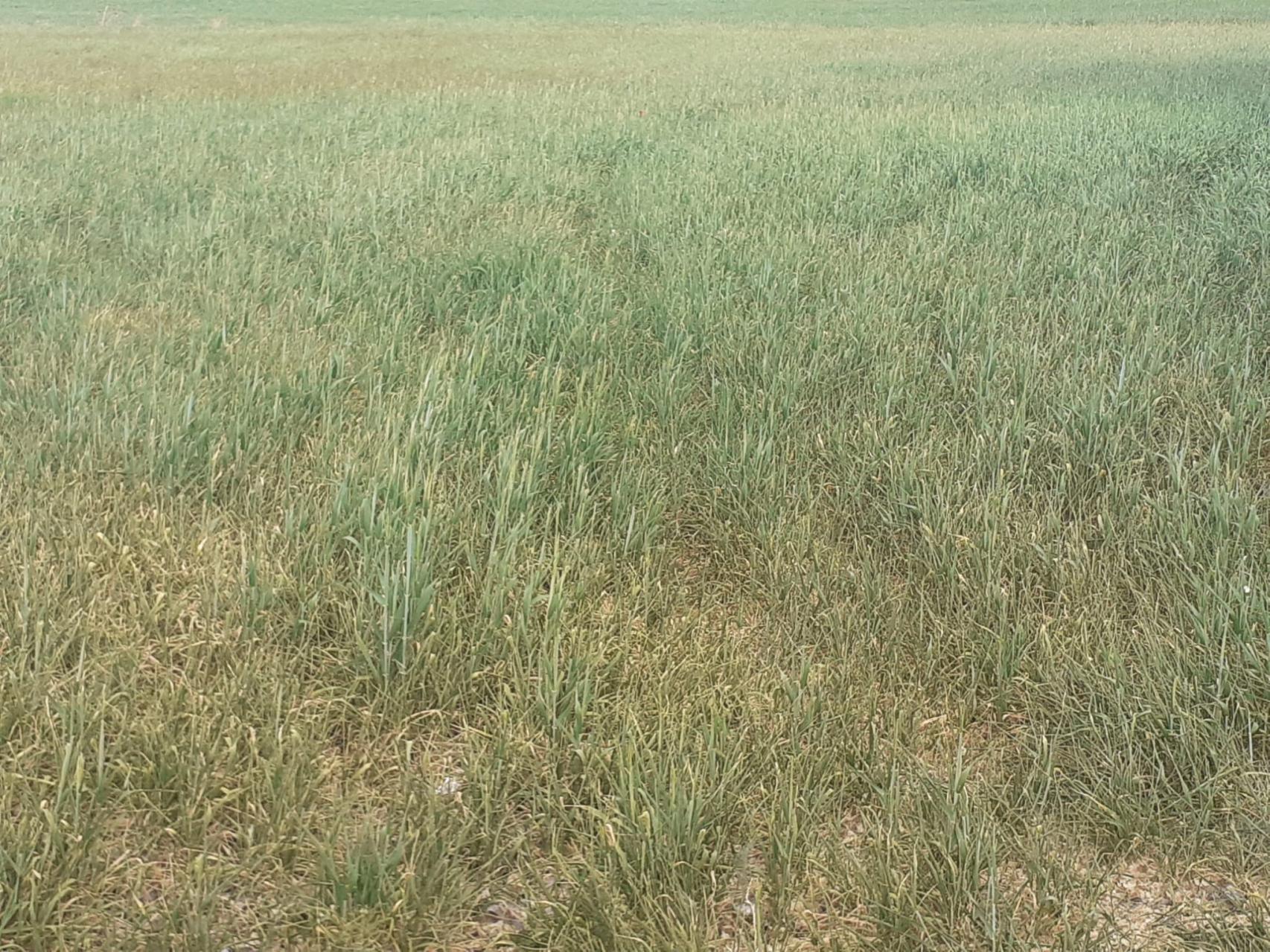 Cultivo de cereal en Calzada de Calatrava (Ciudad Real).