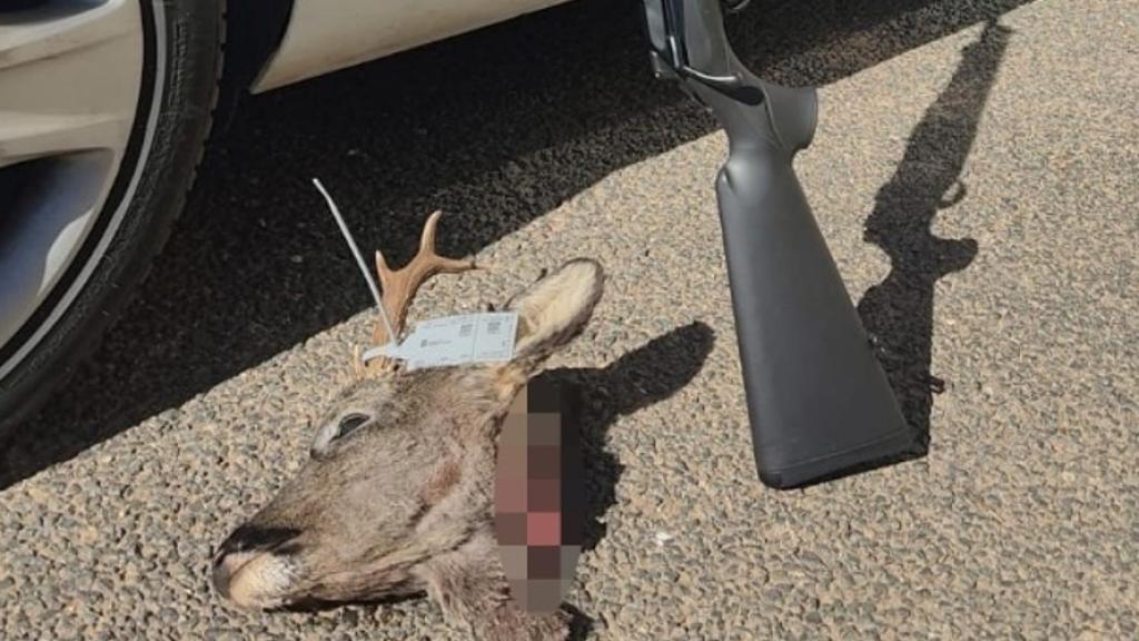 Cabeza de corzo y rifle intervenidos por la Guardia Civil en Burgos