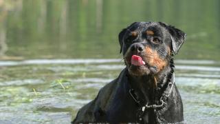 ¿Existen perros potencialmente peligrosos? La Ley Belarra responde