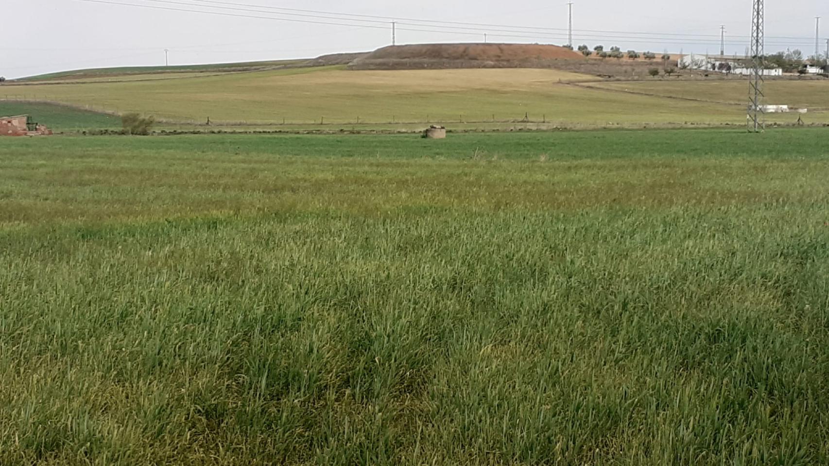 Cultivo de cereal en Calzada de Calatrava (Ciudad Real).