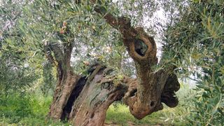9 Oliveres, Agrari y PickApp impulsan un nuevo tiempo en el sector primario de la mano de la digitalización y la tecnología.