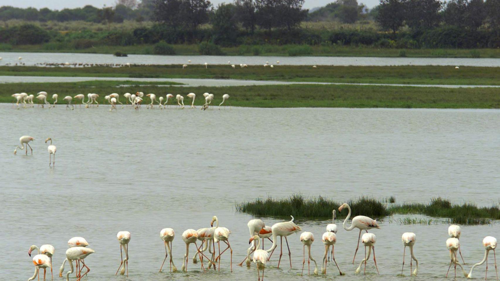 Doñana.