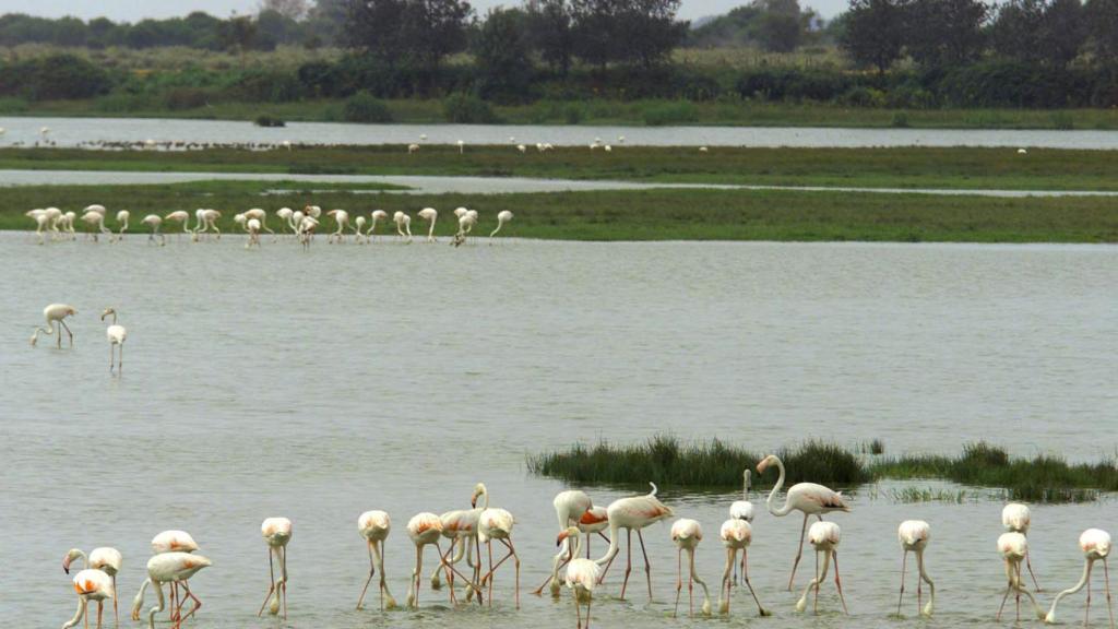 Doñana.