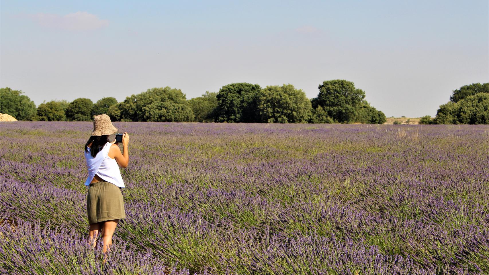 Campos de lavanda