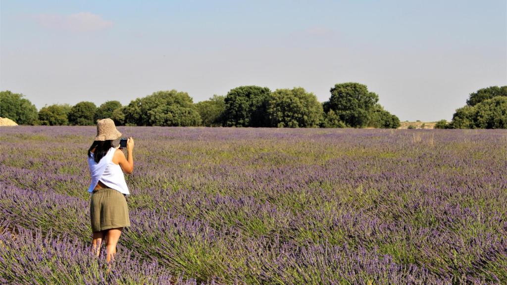 Campos de lavanda