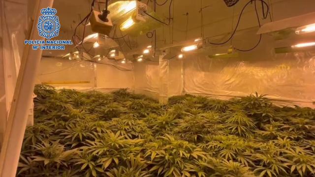 Operación de la Policía Nacional contra un cártel de marihuana en la provincia de Alicante.