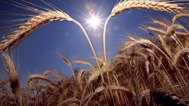Cultivo de cereal, en imagen de archivo.