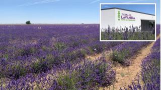 Los campos de lavanda y el centro de interpretación de Tiedra