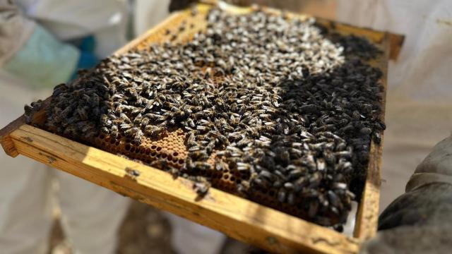 Uno de los panales de abeja 'iberiensis', en Brihuega (Guadalajara).