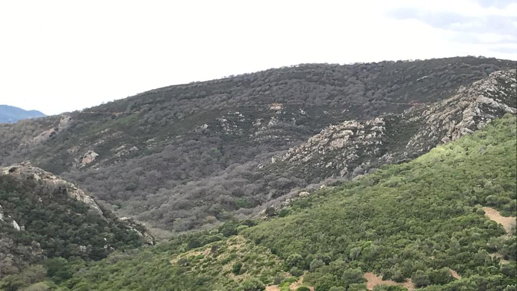 Parte de la masa forestal afectada por la plaga, en color oscuro.