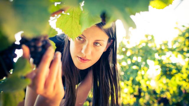 Evadium publica el primer diccionario de enoturismo