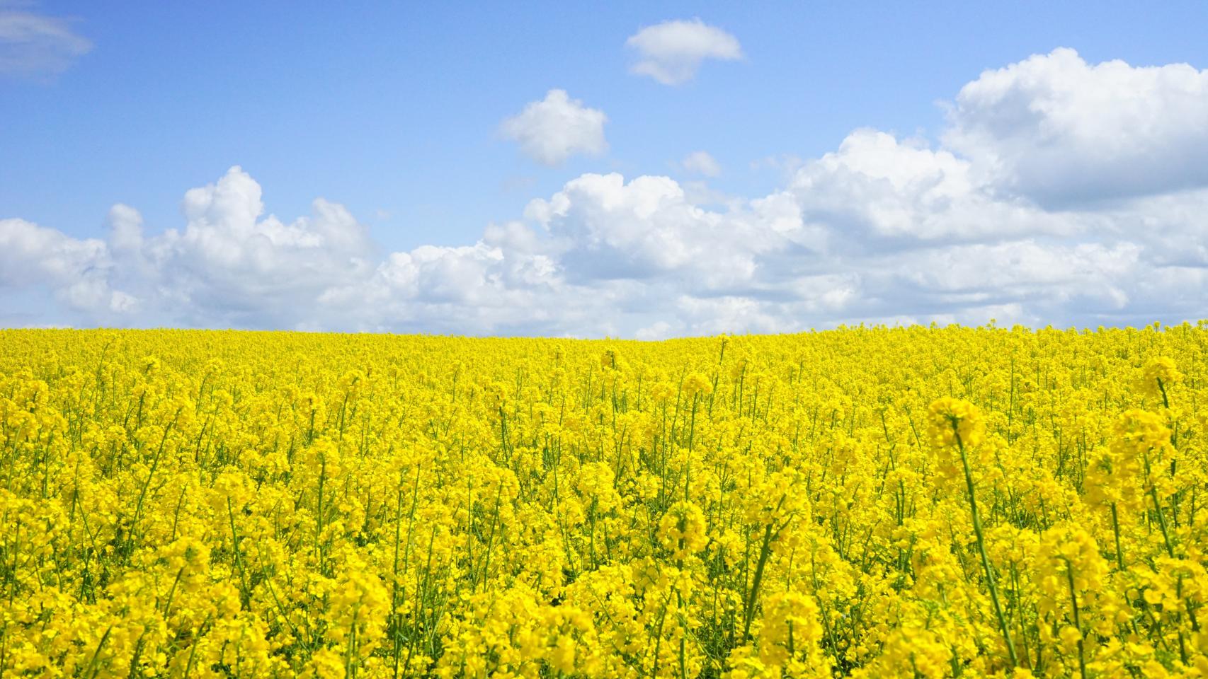Vientos de polen. Foto: Pixabay